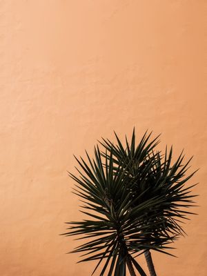 ESPINHOS.