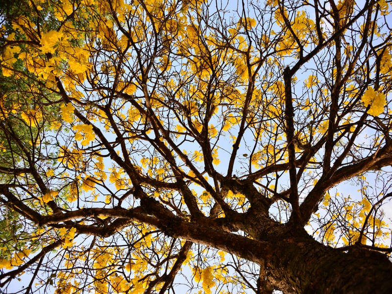 FLOR IPÊ AMARELO