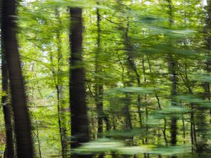 FOREST ON SPEED