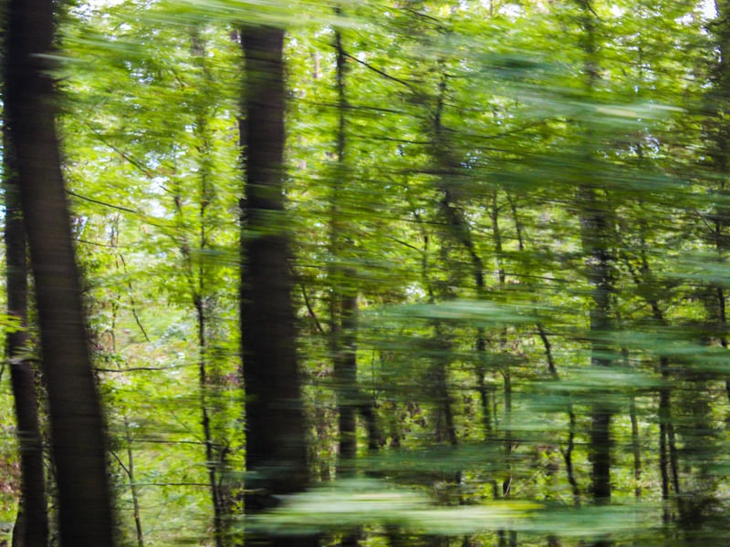FOREST ON SPEED