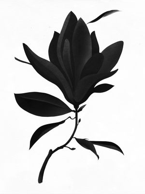 BLACK MAGNOLIA