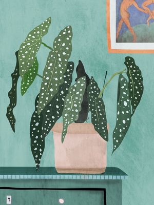 PLANT 5