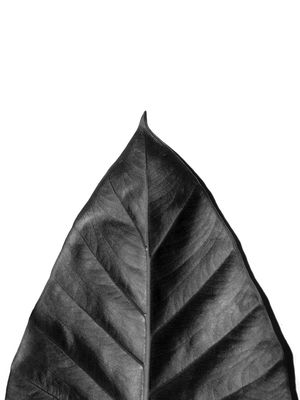 ALOCASIA EM NEGATIVO I