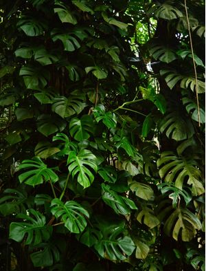 FUNDO VERDE FOLHOSO