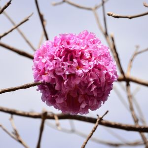 FLOR DE IPÊ ROSA