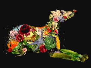 FOR WHIPPET LOVERS