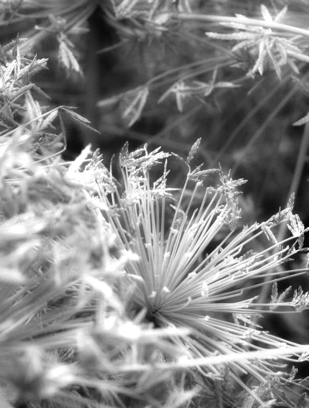 FAÍSCA NATURAL