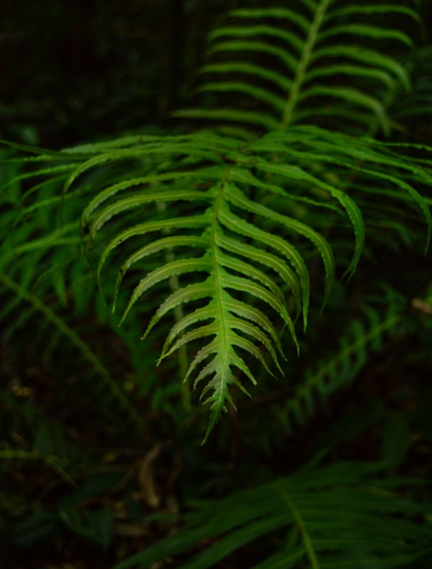 FOLÍOLOS VERDES