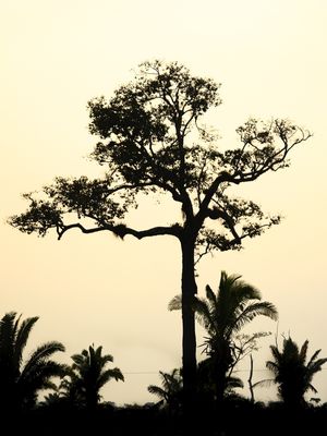 ÁRVORE NO POR DO SOL-JEFF