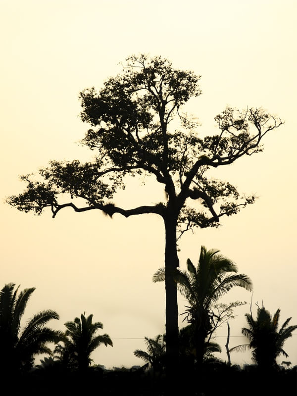 ÁRVORE NO POR DO SOL-JEFF