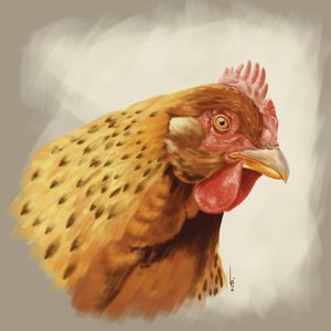 CHICKEN