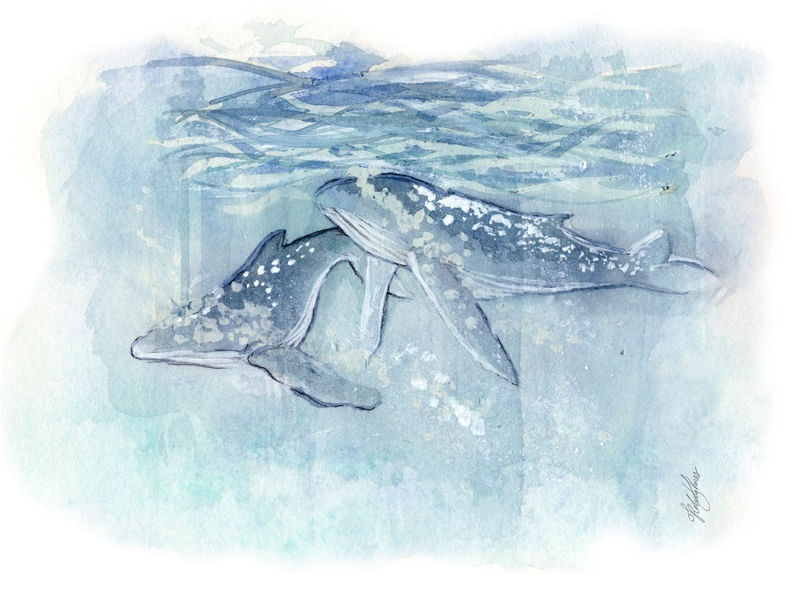 JUBARTES EM AQUARELA
