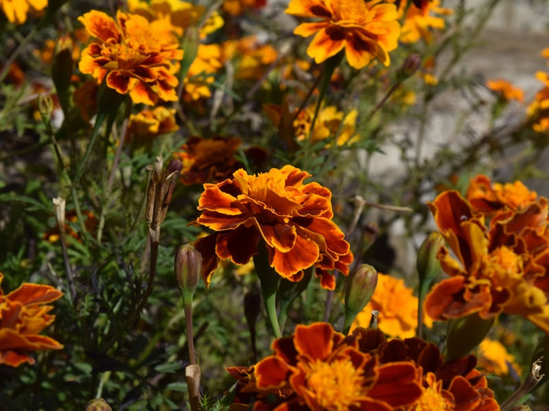 FLORES ROMENAS