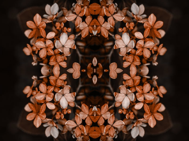 FLORES LARANJAS REFLETIDAS