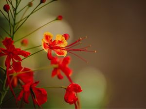 AMANHECER DA FLOR