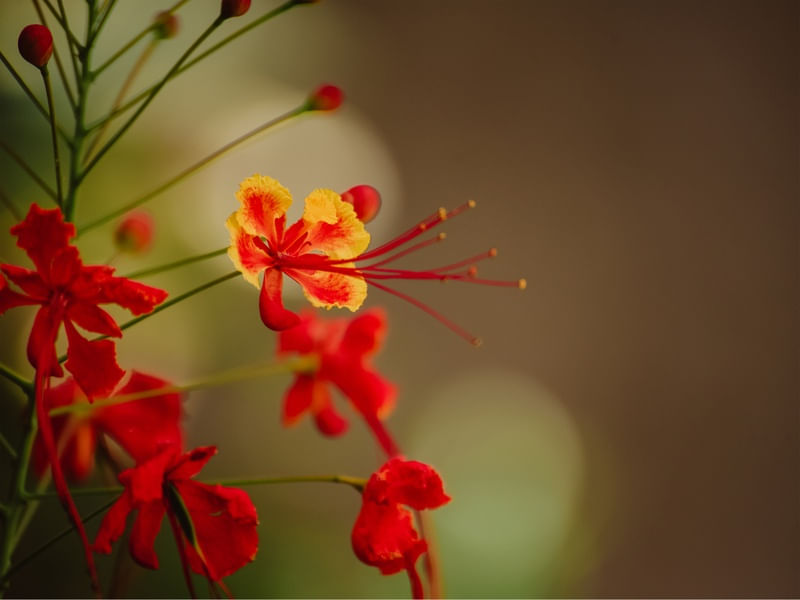 AMANHECER DA FLOR