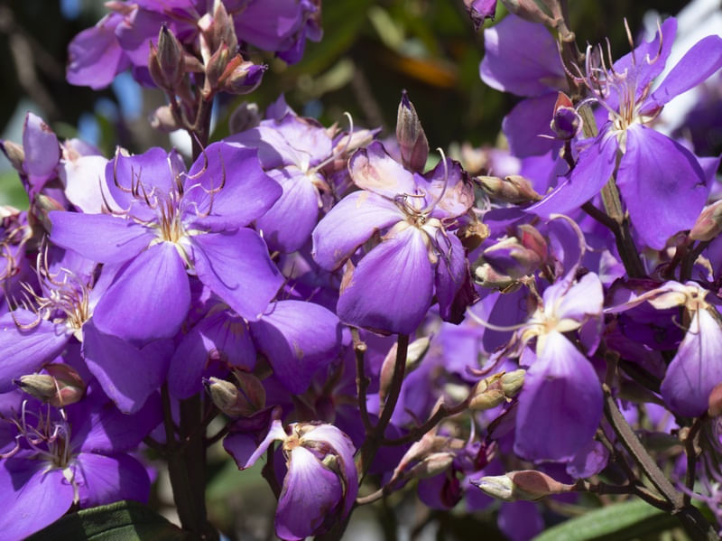 FLORAGEM