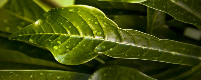 FOLHAS DE JASMIN PAN HON