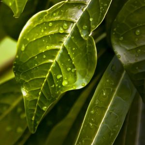 FOLHAS DE JASMIN