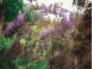 FLORES ROXAS ABSTRATAS