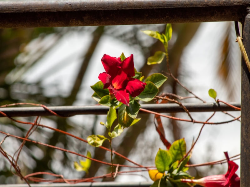 FLORZINHA VERMELHA 2