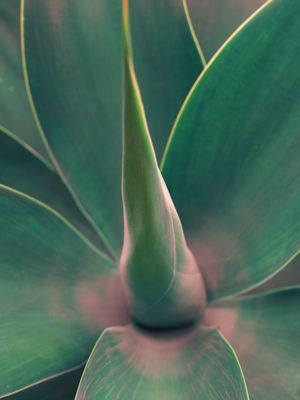 VERDE E ROSA I
