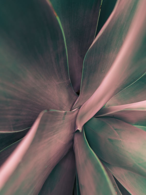 VERDE E ROSA II