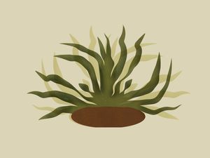 ALGA MINIMAL