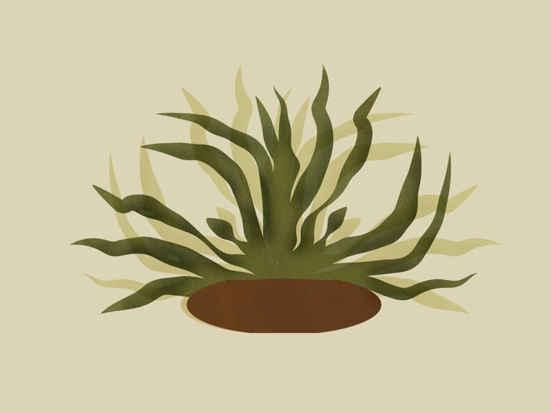 ALGA MINIMAL