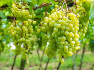 UVAS NO VALE DOS VINHEDOS - BENTO GONÇALVES