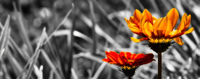 FLORES COM FUNDO EM CINZA