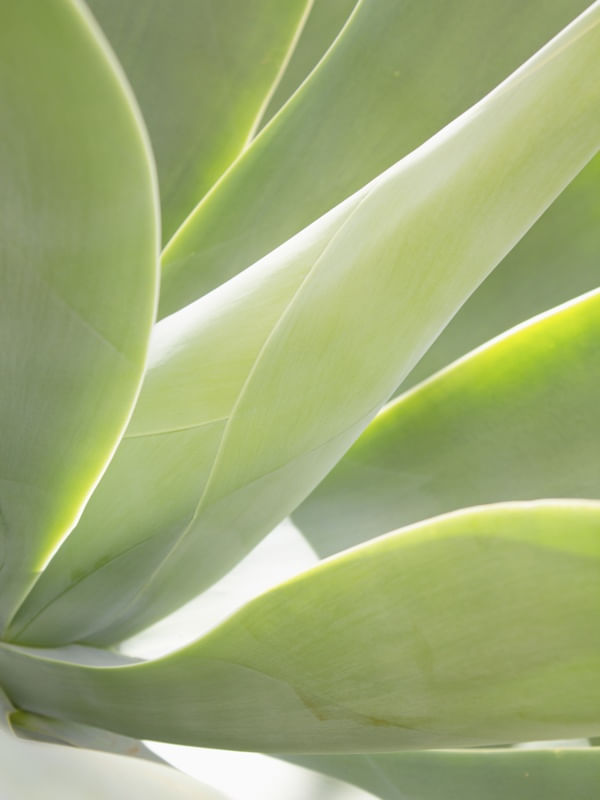 AGAVE REAL VERTICAL