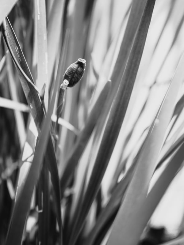 DESABROCHAR DA FLOR