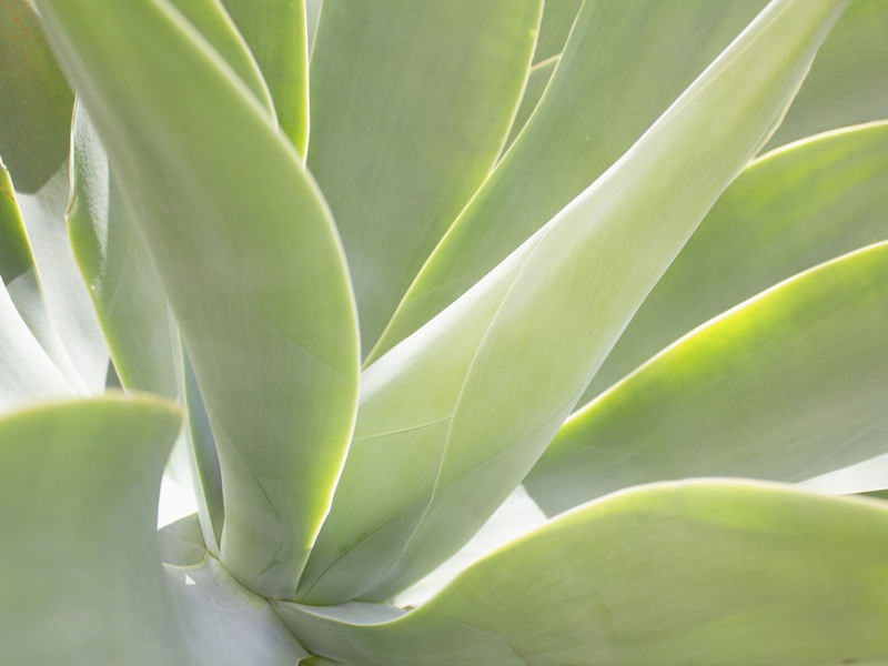 AGAVE REAL HORIZONTAL