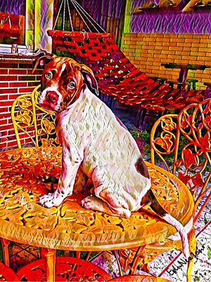 ROCKY, UM FILHOTE DE PITBULL