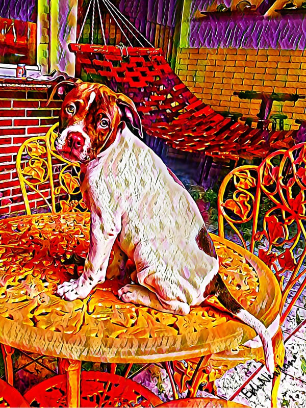 ROCKY, UM FILHOTE DE PITBULL