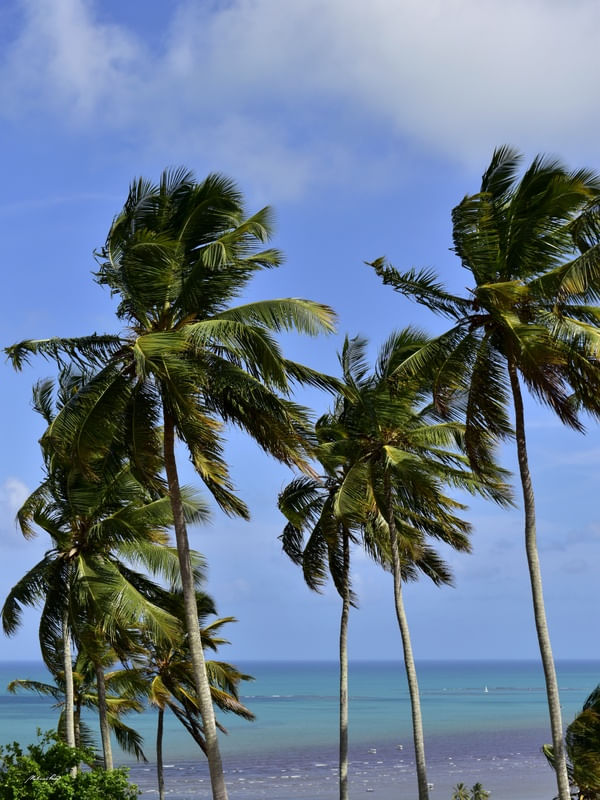 EM UMA PRAIA DO NORDESTE
