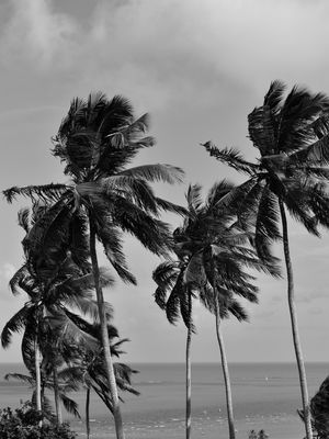 EM UMA PRAIA DO NORDESTE (PB)