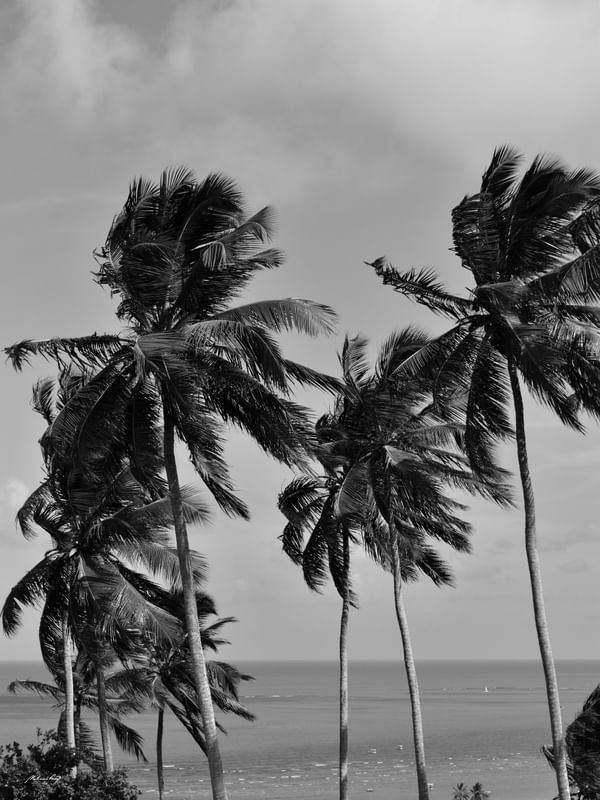 EM UMA PRAIA DO NORDESTE (PB)