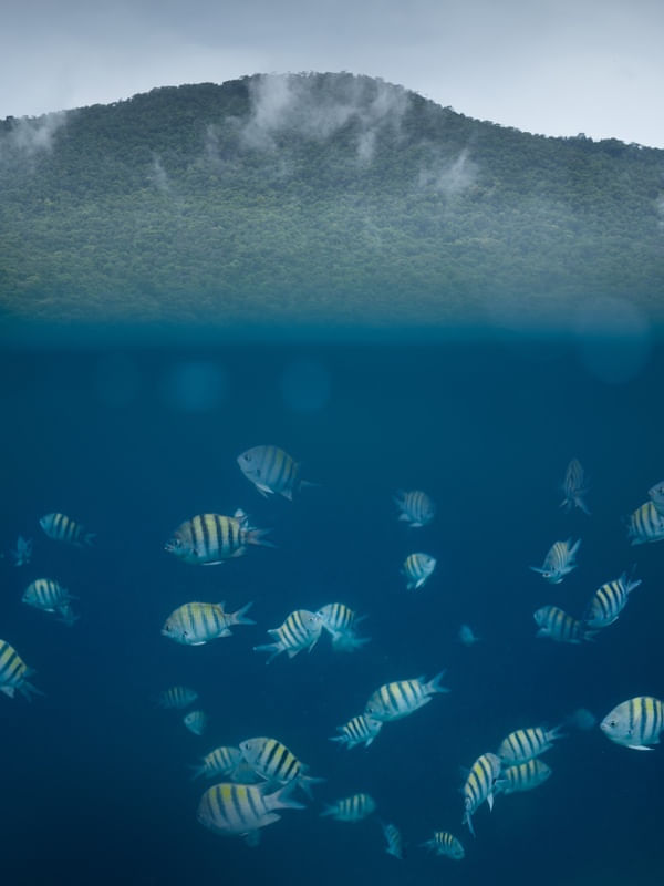 ILHA DO PEIXE