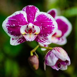 ORQUÍDEA- FOTO