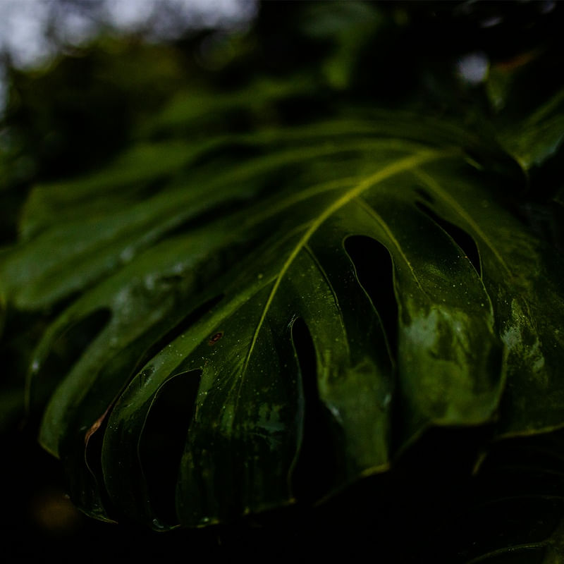 COSTELA DE ADÃO- DETALHE
