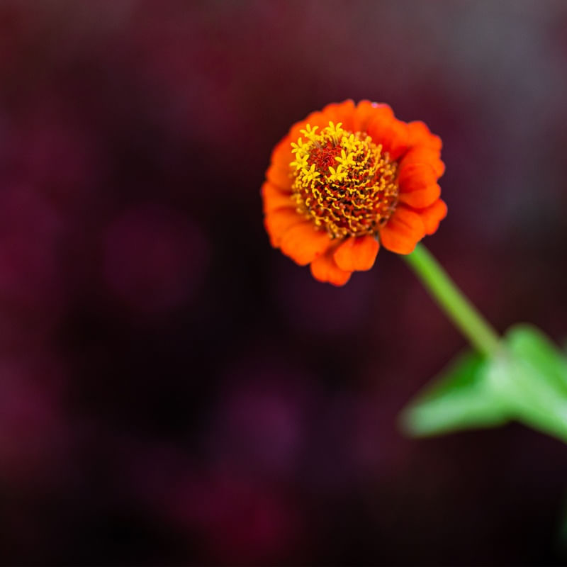 FLOR LARANJA MINIMALISTA