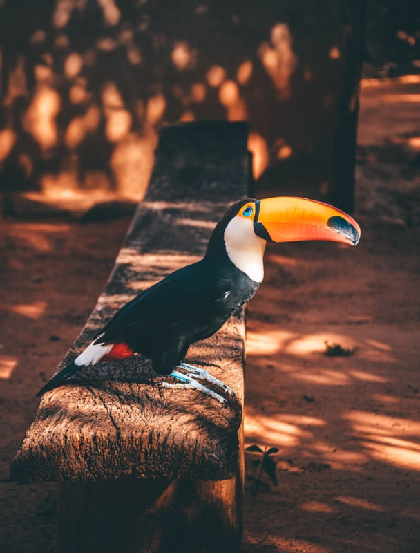 TUCANO GOIANO