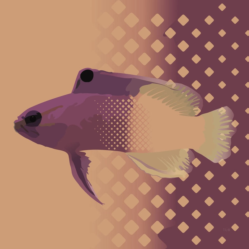 SEA FISH 6