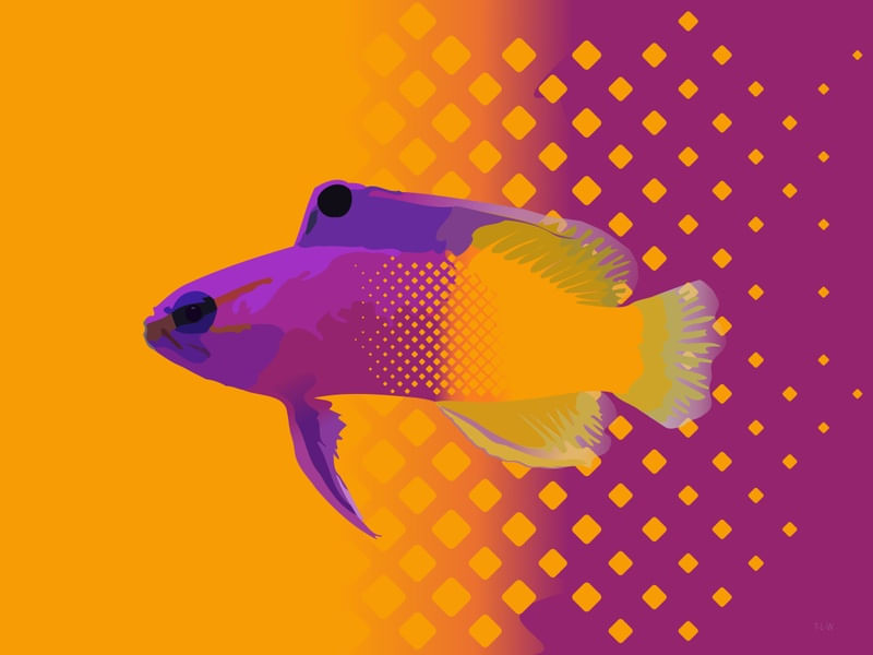 SEA FISH 2