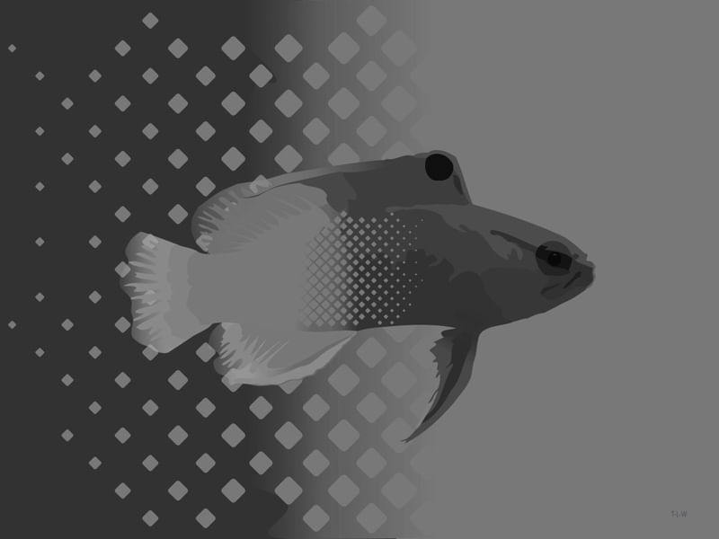 SEA FISH 3