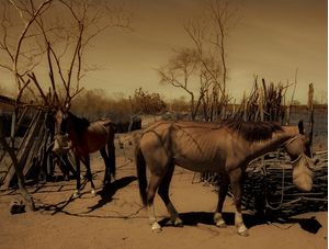 CAVALOS EM SÉPIA