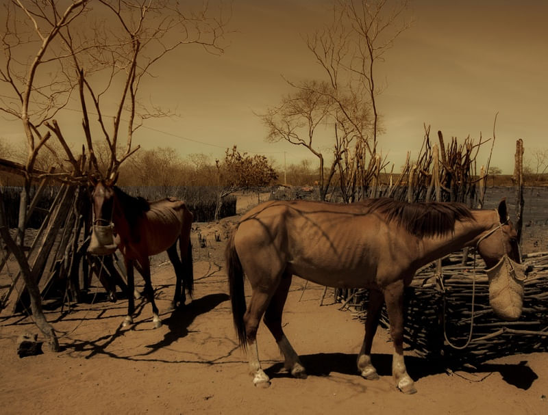 CAVALOS EM SÉPIA
