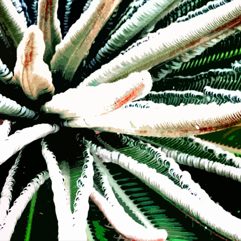 PLANTA CIDADE JARDIM 5